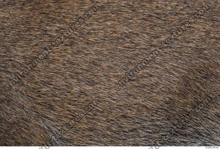 boar fur 0014